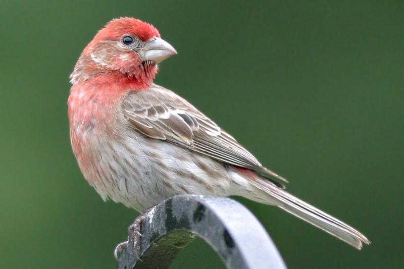 You Are What You Eat BirdNote